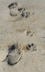 Picture of the common path - man and dog paws in sand