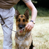 Picture of the correct way to put a choke chain on a dog