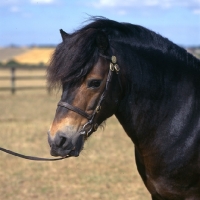 Picture of The famous Siskin, Exmoor stallion