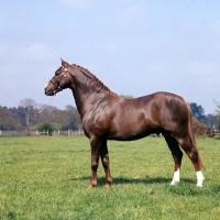 Picture of the hale friday, welsh pony  (section b) stallion, 