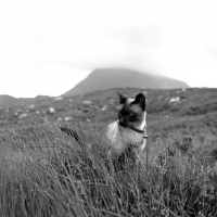 Picture of the photographer's seal point siamese cat on holiday in scotland