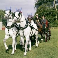 Picture of the queen's horses driven by sir john miller, cirencester park, carriage driving '75