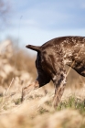 Picture of The tail and back legs of a docked German Shorthaired Pointer 