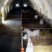 Picture of The Velbanca, ancient stables at Lipica, lipizzaners in loose boxes