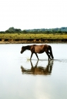 Picture of thin new forest mare walking in a pool in the forest