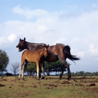 Picture of thin new forest mare yawning with her foal in the new forest
