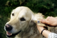 Picture of thinning hair on the ear