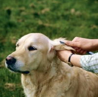 Picture of thinning the hair on the ear of a golden retriever