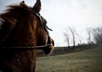 Picture of Thoroughbred being ridden - looking out into field