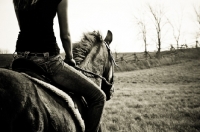 Picture of Thoroughbred being ridden in field