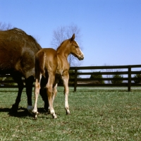 Picture of thoroughbred foal at spendthrift farm, kentucky