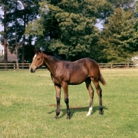 Picture of thoroughbred foal at stud farm in newmarket