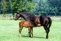 Picture of thoroughbred foal drinking milk