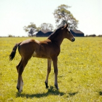 Picture of thoroughbred foal in field