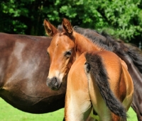 Picture of thoroughbred foal, rear view