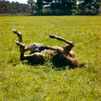 Picture of thoroughbred foal rolling