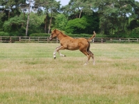 Picture of Thoroughbred foal running in field