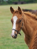 Picture of thoroughbred foal with blaze marking
