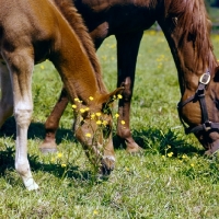 Picture of thoroughbred foal with mare among buttercups