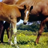 Picture of thoroughbred foal with mother, looking at camera