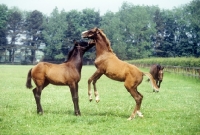 Picture of thoroughbred foals, one jumping up