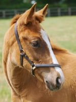 Picture of Thoroughbred foal