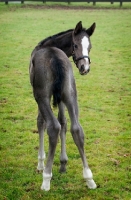 Picture of thoroughbred foal