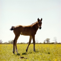Picture of thoroughbred foal