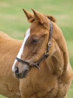 Picture of Thoroughbred foal