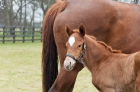 Picture of thoroughbred foal