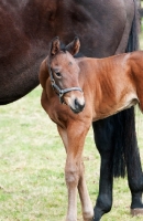 Picture of thoroughbred foal