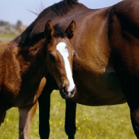 Picture of thoroughbred foal