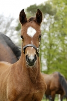 Picture of thoroughbred foal