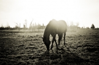 Picture of Thoroughbred grazing in early morning sun