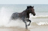 Picture of Thoroughbred horse running in sea