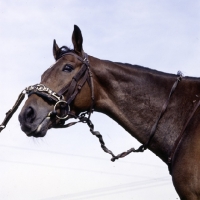 Picture of thoroughbred horse wearing lunging caveson