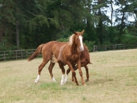 Picture of Thoroughbred horses in field