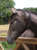 Picture of Thoroughbred hprse, looking over fence