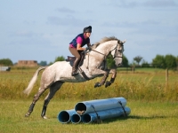 Picture of thoroughbred jumping over pipes