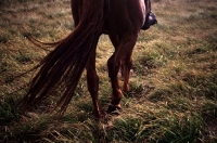 Picture of Thoroughbred legs and tail - walking through field