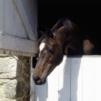 Picture of thoroughbred looking down over stable door