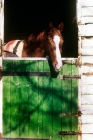 Picture of thoroughbred looking over a stable door