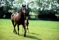 Picture of thoroughbred mare & foal at plantation stud, Newmarket