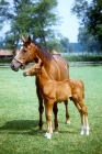 Picture of thoroughbred mare & foal at snailwell, newmarket