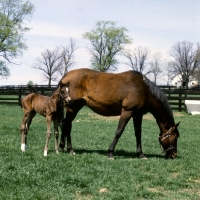 Picture of thoroughbred mare and foal at spendthrift farm, lexington, ky,