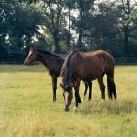 Picture of thoroughbred mare and foal at stud farm, newmarket