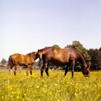 Picture of thoroughbred mare and foal in field of buttercups