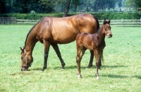 Picture of thoroughbred mare and foal in a field at newmarket