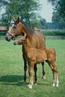 Picture of thoroughbred mare and foal plantation stud, snailwell Newmarket