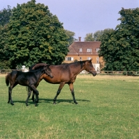 Picture of thoroughbred mare and foal walking in field